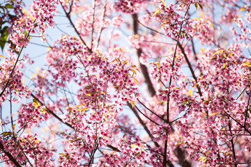 Pink sakura, Cherry blossom in Thailand.