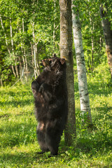 Obraz na płótnie Canvas Adult Female Black Bear (Ursus americanus) Leans Against Tree