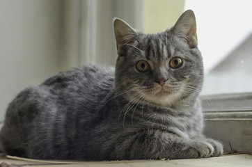 British cat on window