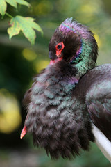 Black Stork