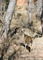 White-tailed deer in the   Palo Duro Canyon State Park, Texas, U