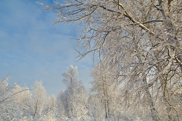 Winter landscape