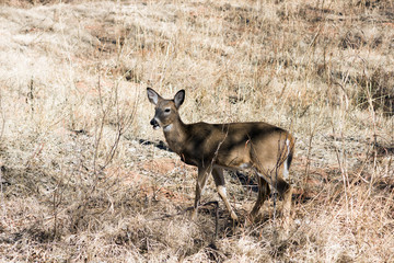 White-tailed deer eating dry grass in the   Palo Duro Canyon Sta
