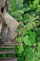 staircase in the jungle