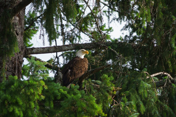 Bald Eagle in Tree