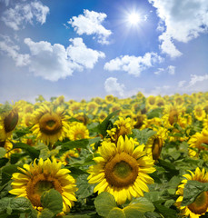 Fototapeta premium sunflowers