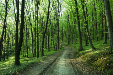 Obraz premium Forest
