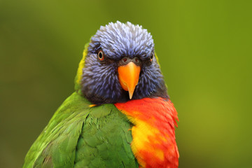 Rainbow lorikeet