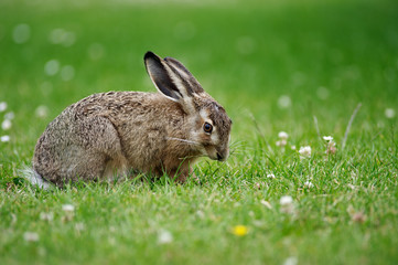 Feldhase Lepus europaeus