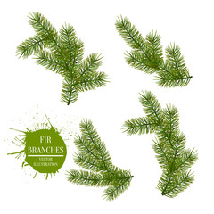 Collection of Fir Branches. Vector Symbol Christmas and New Year