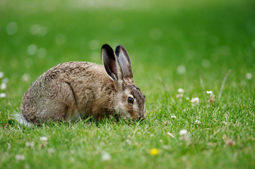  Lepus europaeus der Feldhase