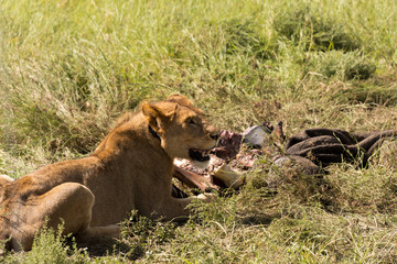 lioness chewing on carcass in serengeti national park, tanzania