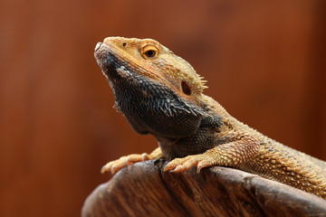 Bearded Dragon