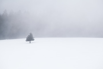 lone spruce tree on snow in fog