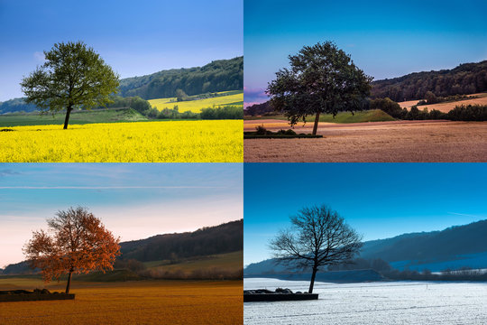 Baum in vier Jahreszeiten, Collage