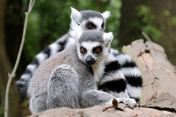 Ring-tailed lemur