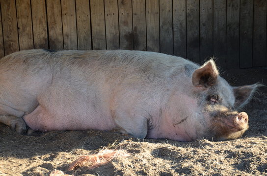 Big fat pig