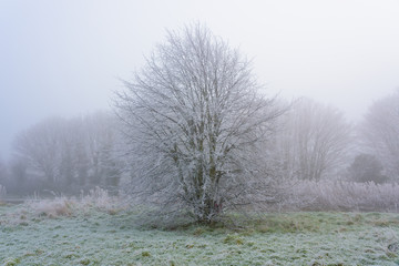 Trees covered in frost on a cold and foggy Winters day