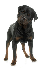 Obraz premium adult male rottweiler