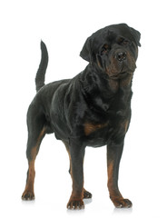 adult male rottweiler