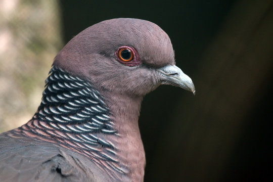 Tropical Pigeon