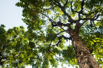 Tall tree