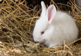 Pretty white rabbit on a dry grass (straw)