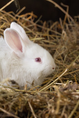 Pretty white rabbit on a dry grass (straw)