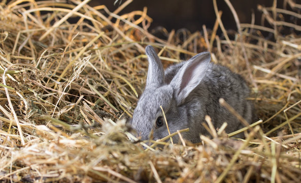 Grey rabbit on dry grass (straw)