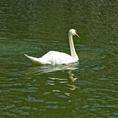 image of swan in a pond close up