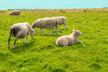 Obraz na płótnie Canvas sheep ivestock