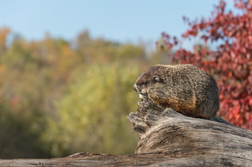 Woodchuck (Marmota monax) Against Sky