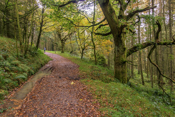 Autumn forest path