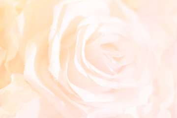 Obraz na płótnie Canvas Soft focus of roses flower on sweet color