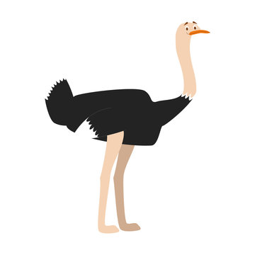 Cute cartoon ostrich vector illustration