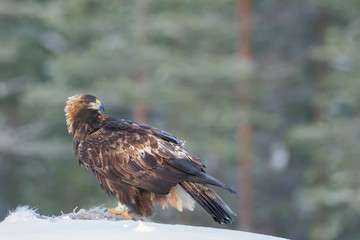 Golden eagle eating a racoon carcass