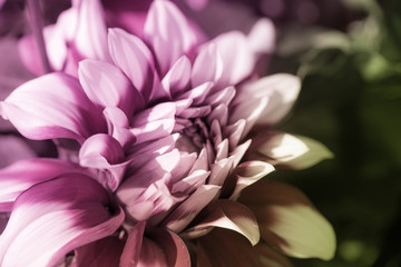 Abstract Art beauty floral background