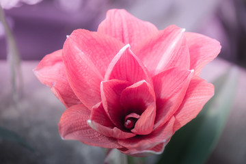 Abstract Art beauty floral background