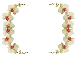 Yellow orchid. Isolated 