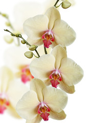 Yellow orchid. Isolated 