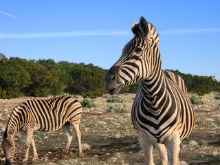 Fototapeta na wymiar Two zebras in natural habitat at dusk - landscape color photo