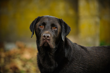 Dark Chocolate Labrador Retriever dog against yellow grungy wall 