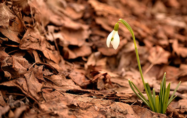 The Spring comes -  Snowdrop