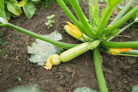 Small green zucchini on a plant at a local farm. Flowers are still on vegetables. Organic farming and gardening.