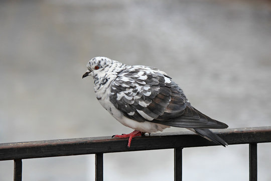 the dove on the parapet
