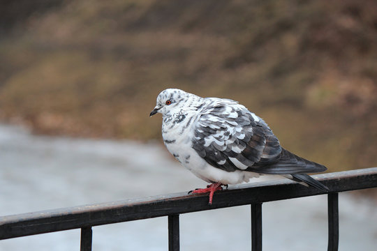 the dove on the parapet
