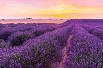 Papier Peint photo Lavable Lavande Beau paysage de champs de lavande au coucher du soleil en Provence
