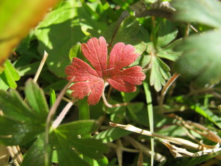 A red leaf in the middle of green leaves, 