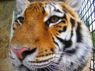 Italy, Rome, Rome zoo, Bengal tiger (Panthera tigris)