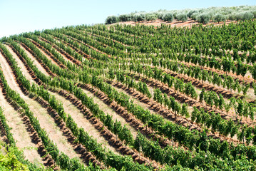 Fototapeta na wymiar Wine field in South Africa